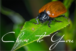 Close to You: The Script Font for Scroll-Stopping Content