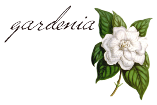 Versitia: The Youthful Script Font for Clear Campaigns